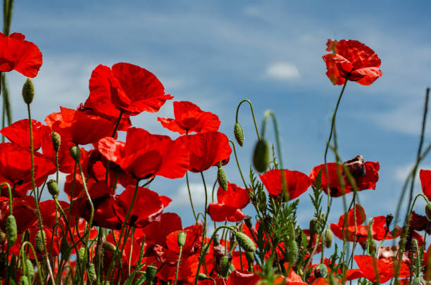 11.11. Den válečných veteránů